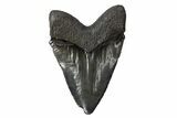 Serrated, Fossil Megalodon Tooth - South Carolina #306240-1